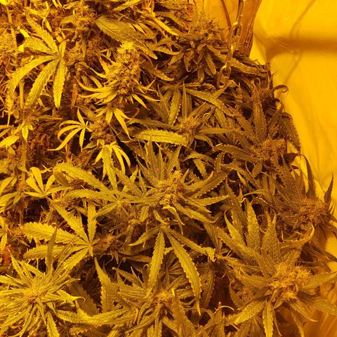 Berry AK growlog timeline photo