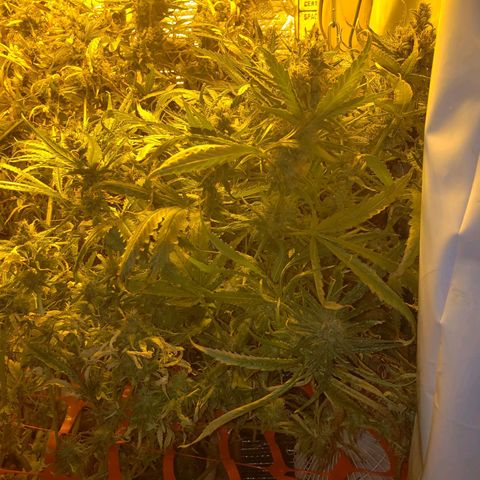 Berry AK growlog timeline photo