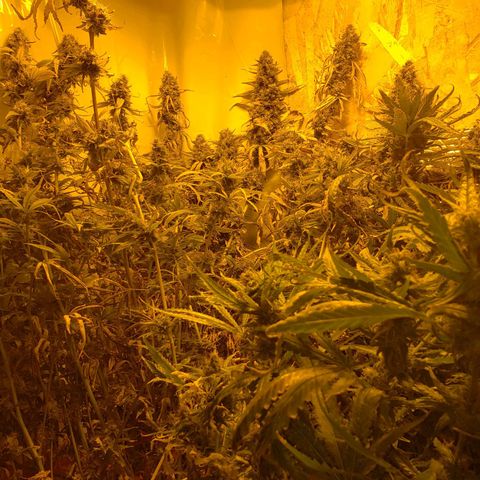 Berry AK growlog timeline photo