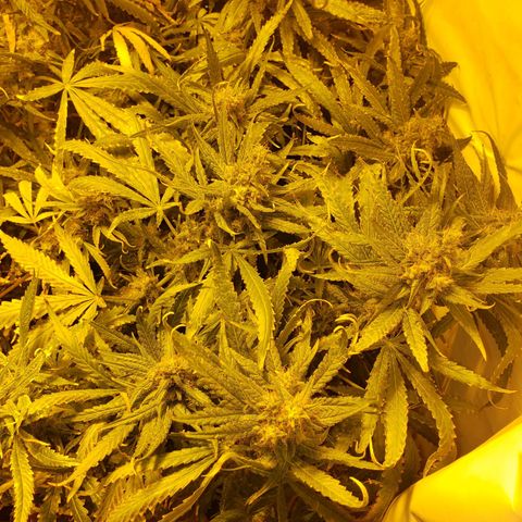 Berry AK growlog timeline photo