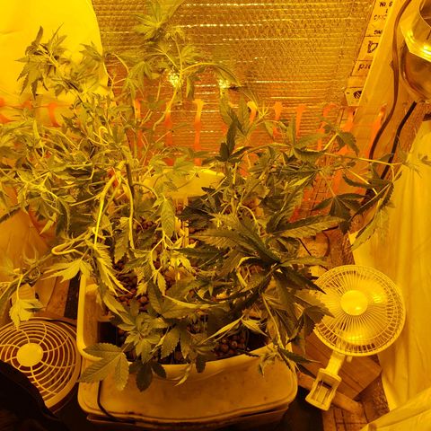 Berry AK growlog timeline photo
