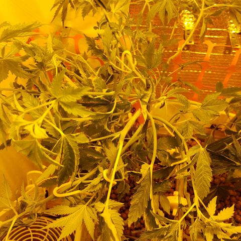 Berry AK growlog timeline photo