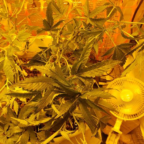 Berry AK growlog timeline photo