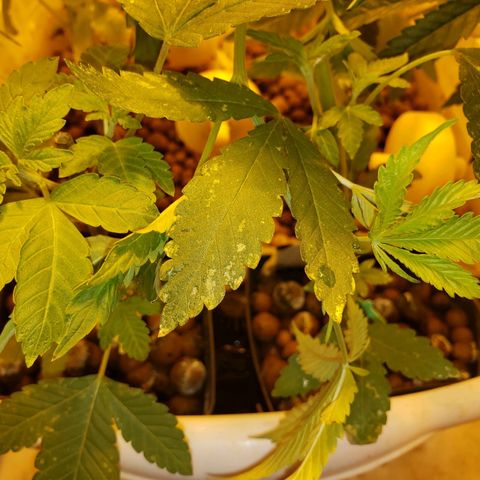 Berry AK growlog timeline photo
