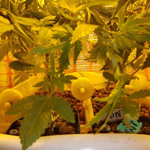 Berry AK growlog timeline photo