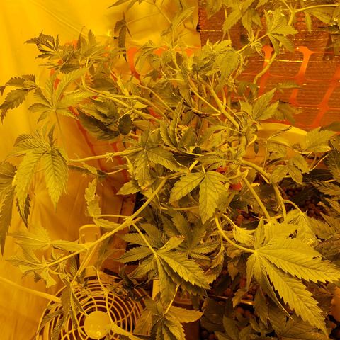 Berry AK growlog timeline photo