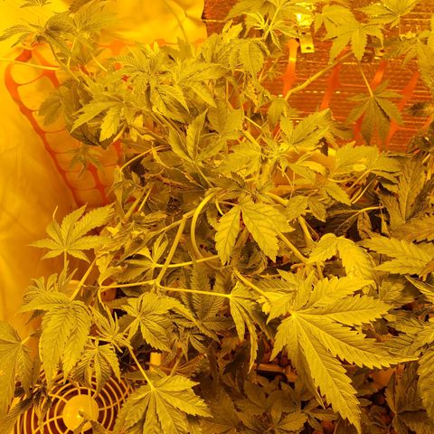 Berry AK growlog timeline photo