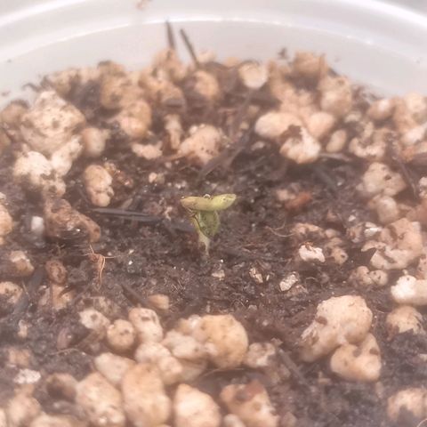 Northern Lights BSF #1 growlog timeline photo