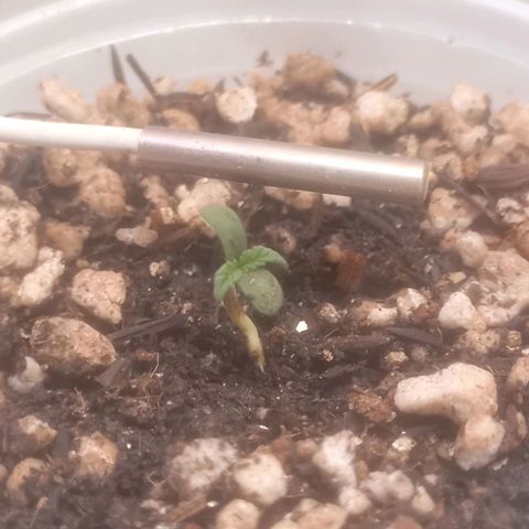 Northern Lights BSF #1 growlog photo: Hoje completa dois dias que foi para o vaso de 500ml