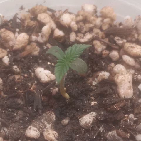 Northern Lights BSF #1 growlog timeline photo