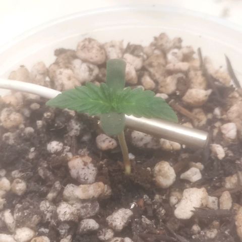Northern Lights BSF #1 growlog timeline photo