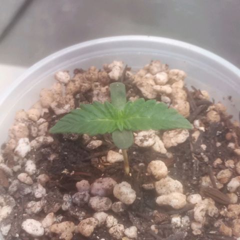 Northern Lights BSF #1 growlog timeline photo