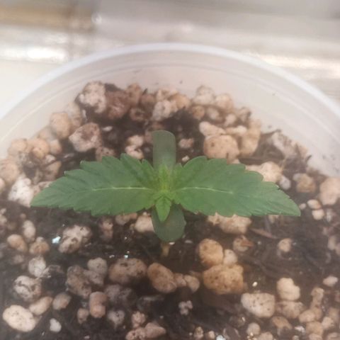Northern Lights BSF #1 growlog timeline photo