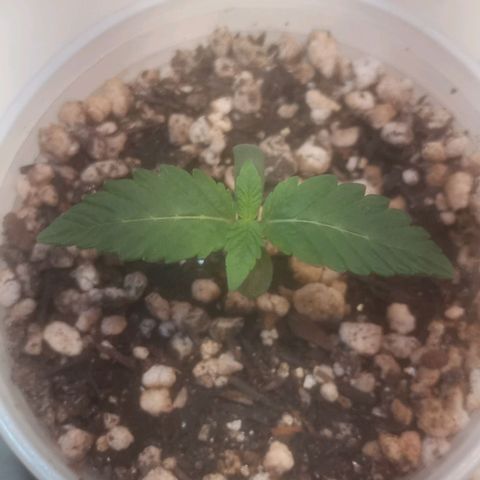 Northern Lights BSF #1 growlog timeline photo