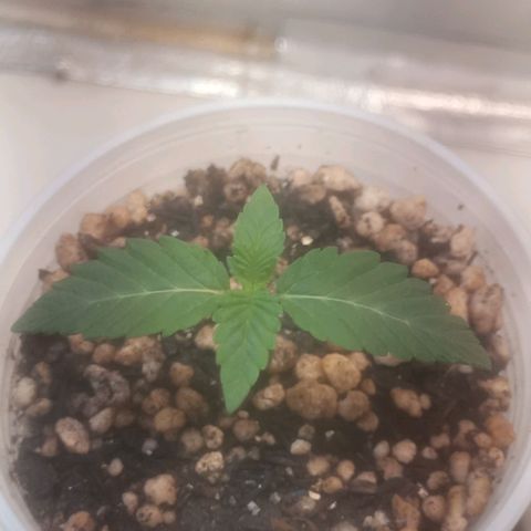 Northern Lights BSF #1 growlog timeline photo