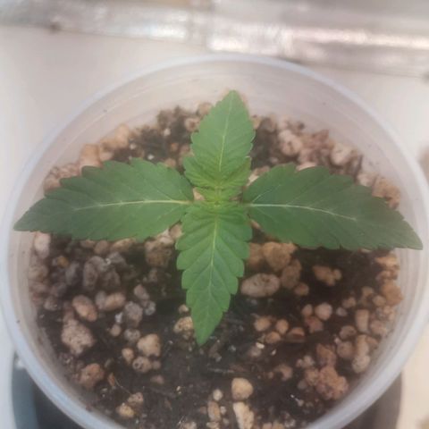 Northern Lights BSF #1 growlog timeline photo