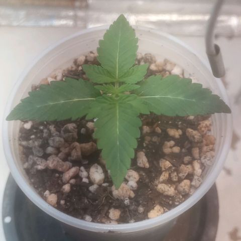 Northern Lights BSF #1 growlog timeline photo