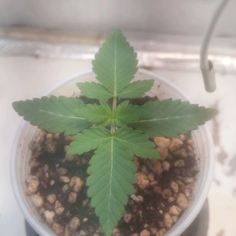 Northern Lights BSF #1 growlog timeline photo
