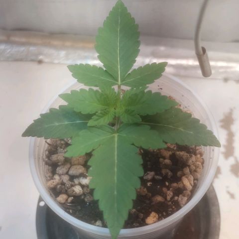 Northern Lights BSF #1 growlog timeline photo