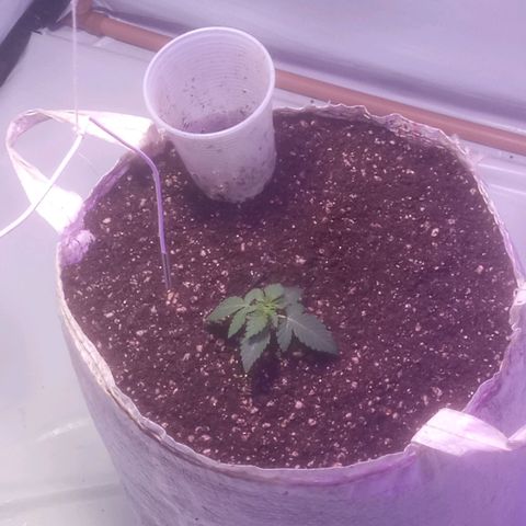 Northern Lights BSF #1 growlog timeline photo