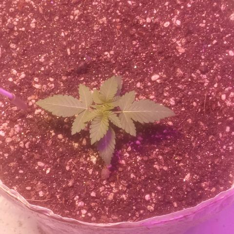 Northern Lights BSF #1 growlog timeline photo
