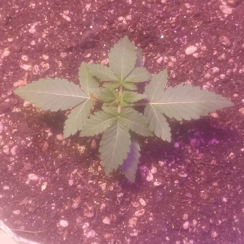 Northern Lights BSF #1 growlog timeline photo