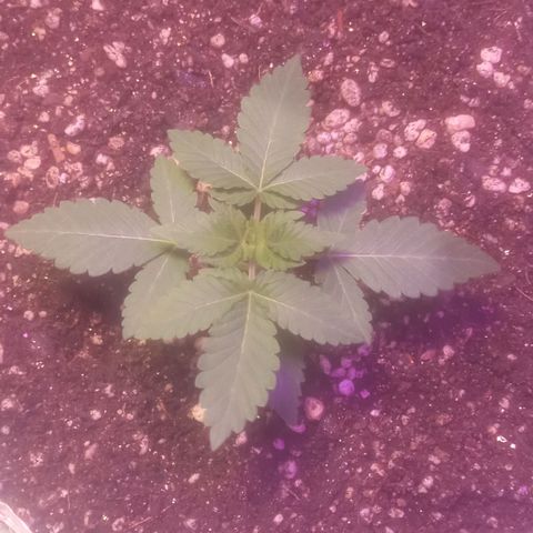 Northern Lights BSF #1 growlog timeline photo