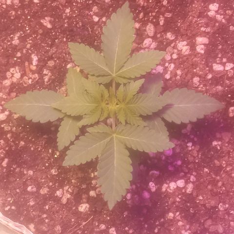 Northern Lights BSF #1 growlog timeline photo
