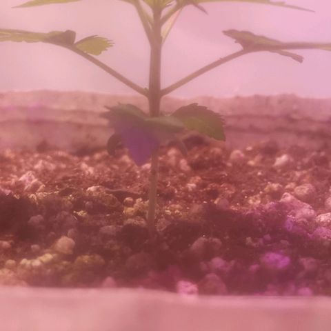 Northern Lights BSF #1 growlog timeline photo