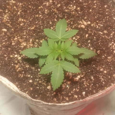 Northern Lights BSF #1 growlog timeline photo