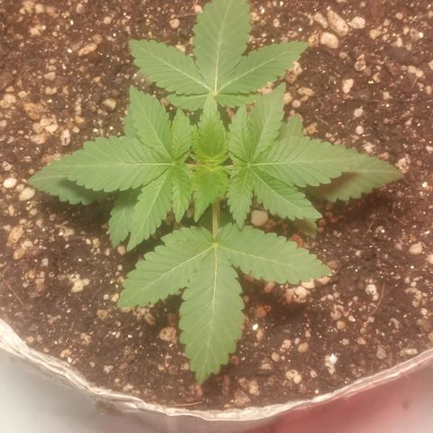 Northern Lights BSF #1 growlog timeline photo
