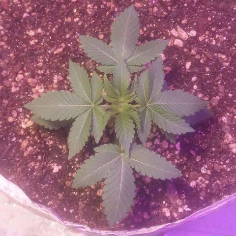 Northern Lights BSF #1 growlog timeline photo