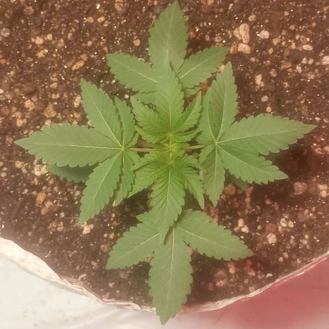 Northern Lights BSF #1 growlog timeline photo