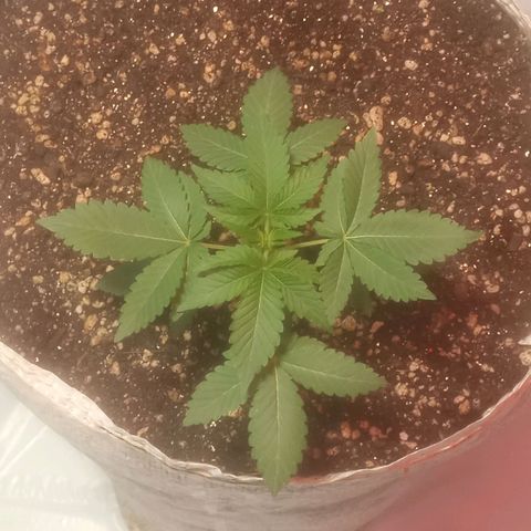 Northern Lights BSF #1 growlog timeline photo