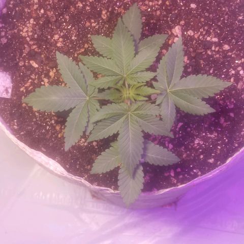 Northern Lights BSF #1 growlog timeline photo