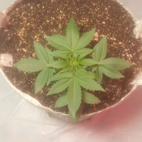 Northern Lights BSF #1 growlog timeline photo