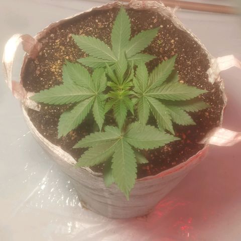 Northern Lights BSF #1 growlog timeline photo