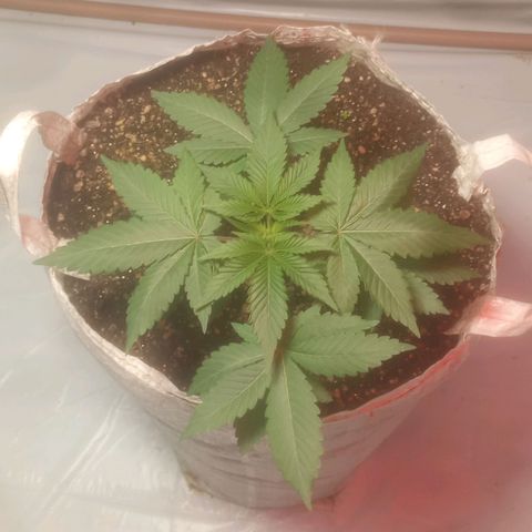 Northern Lights BSF #1 growlog timeline photo