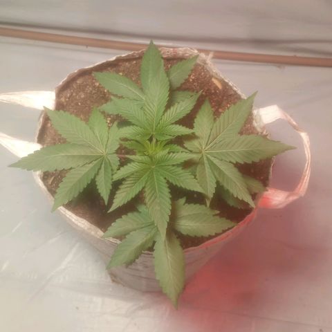 Northern Lights BSF #1 growlog timeline photo
