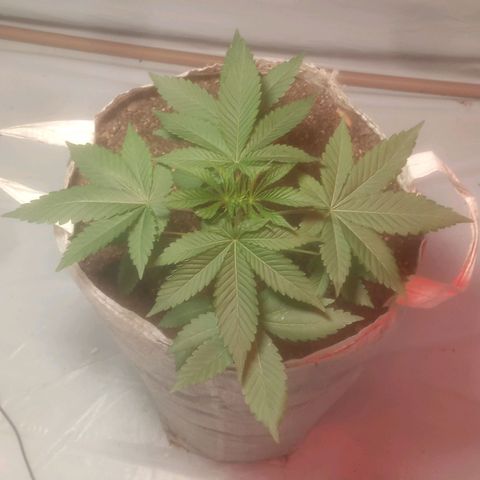Northern Lights BSF #1 growlog timeline photo