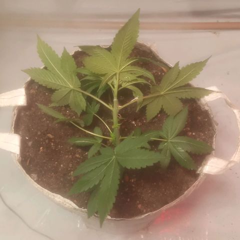 Northern Lights BSF #1 growlog timeline photo
