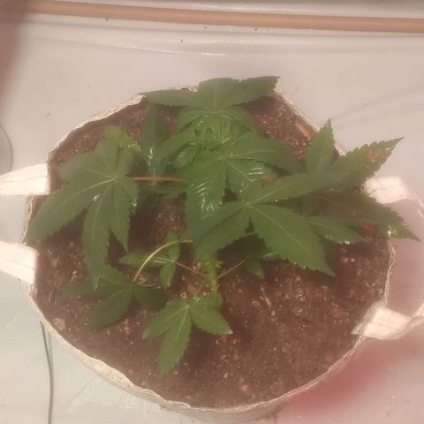 Northern Lights BSF #1 growlog timeline photo