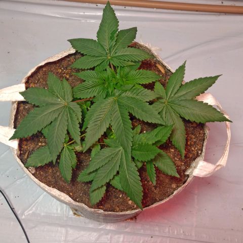 Northern Lights BSF #1 growlog timeline photo