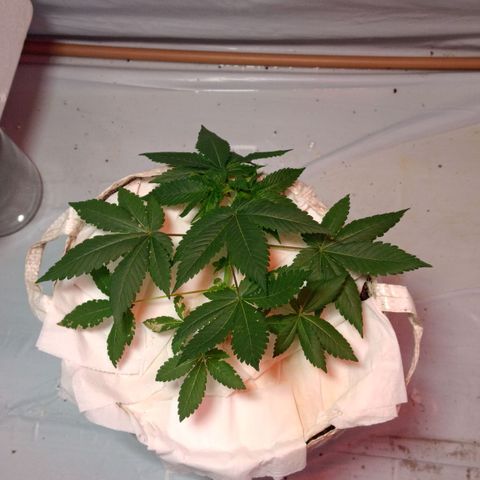 Northern Lights BSF #1 growlog timeline photo