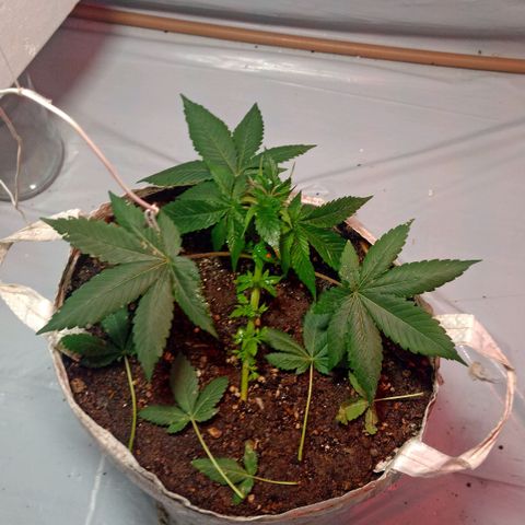Northern Lights BSF #1 growlog timeline photo