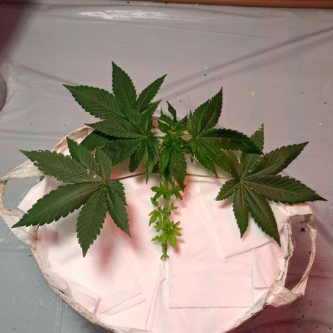 Northern Lights BSF #1 growlog timeline photo