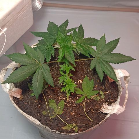 Northern Lights BSF #1 growlog timeline photo