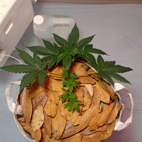 Northern Lights BSF #1 growlog timeline photo