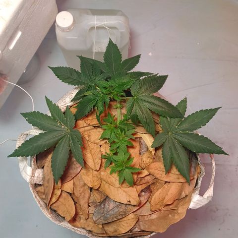 Northern Lights BSF #1 growlog timeline photo
