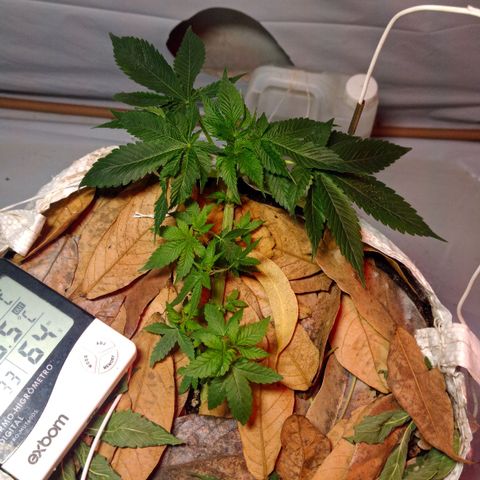 Northern Lights BSF #1 growlog timeline photo